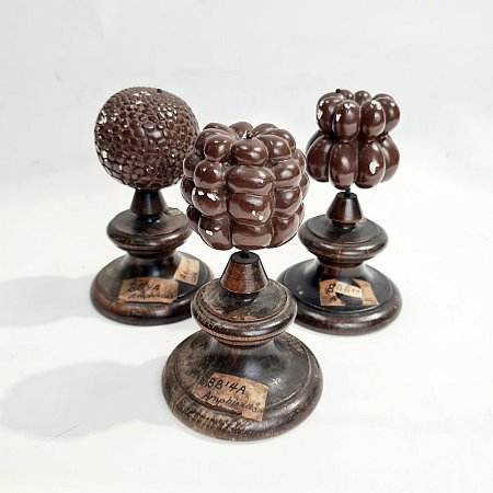 Cell Models On Wooden Bases (each)