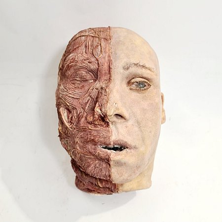 Rubber Anatomical Head