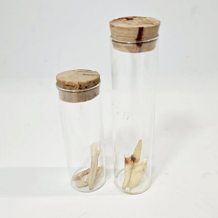 Teeth In Glass Tube