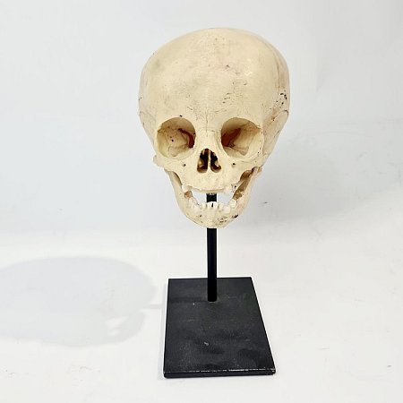 Baby Skull Model On Stand