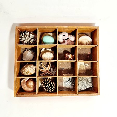 Tray Of Mineral And Biological Specimens