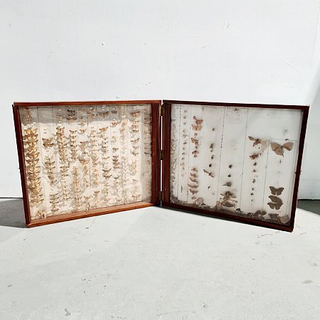 Collection Of Moths In Hinged Case (distressed)
