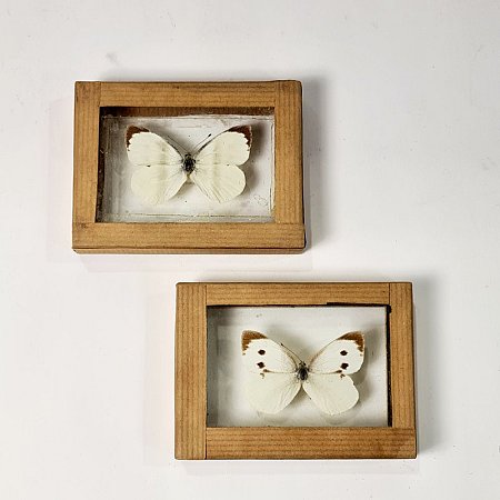 Butterfly In Case (each)