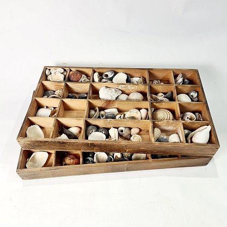 Tray of Shell Specimens