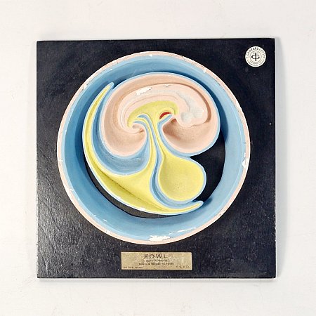 Mounted Embryo Cross Section - Fowl