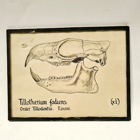 Sketch of Rabbit Skull