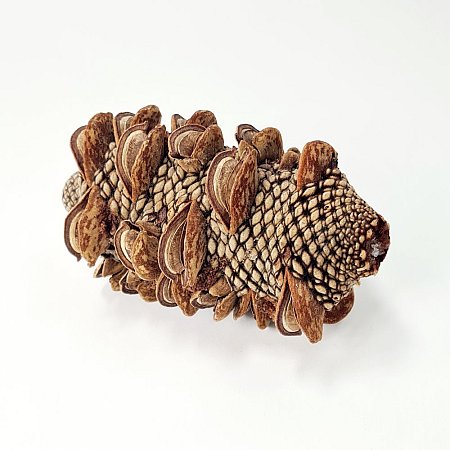 Seeded Pine Cone