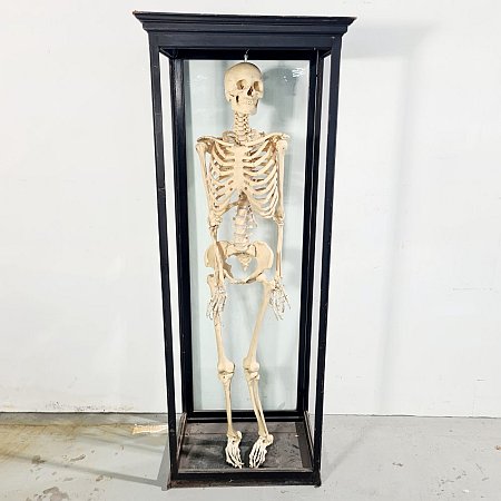 Composite Teaching Skeleton In Glass Case