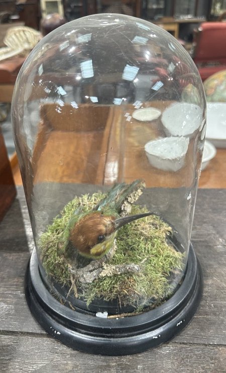 Taxidermy Green Bird in Dome