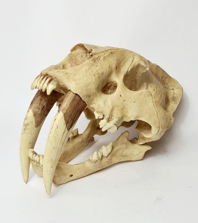 Sabre Toothed Tiger Skull (cast)