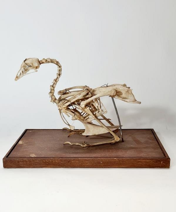 Vintage Bird Skeleton