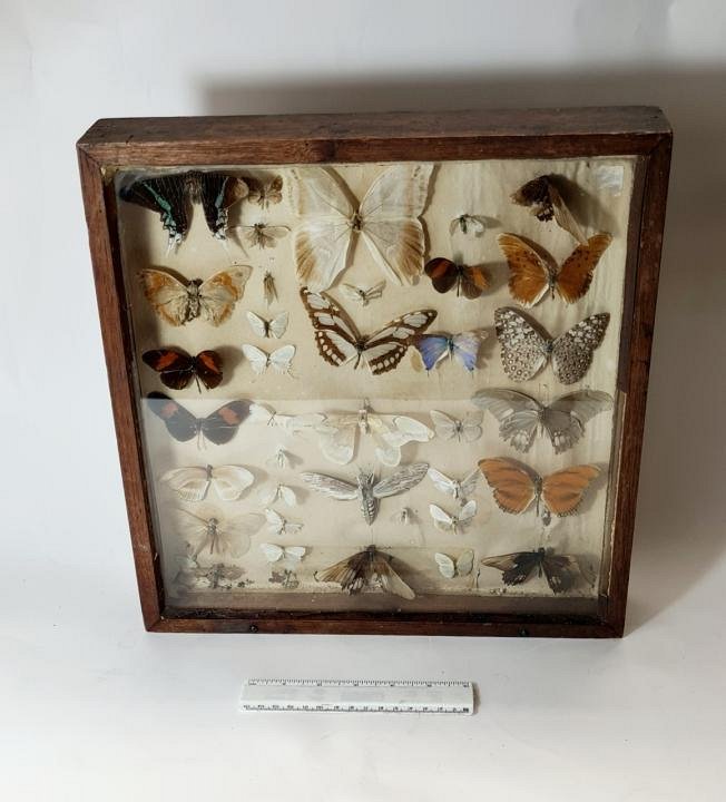 Cased Butterfly Collection