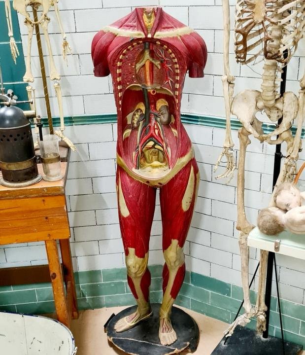 Life-Size Female Anatomical Model (Headless)