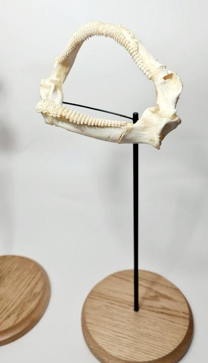 Mounted Fish Jaws (priced separately)