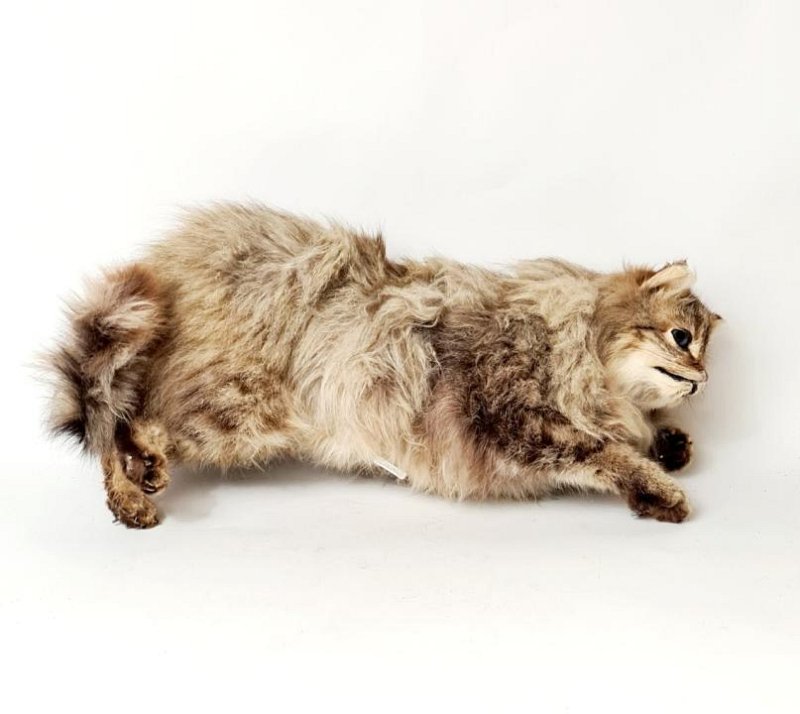 Taxidermy Cat