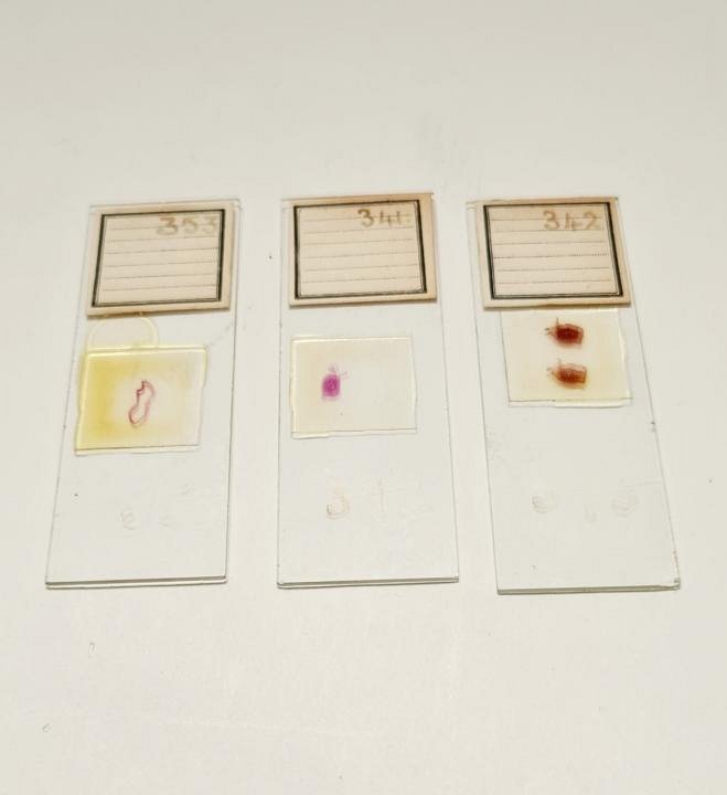 Vintage Microscope Slide