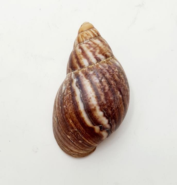 Giant African Land Snail Shell