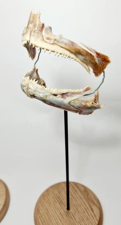 Mounted Fish Jaws (priced separately)