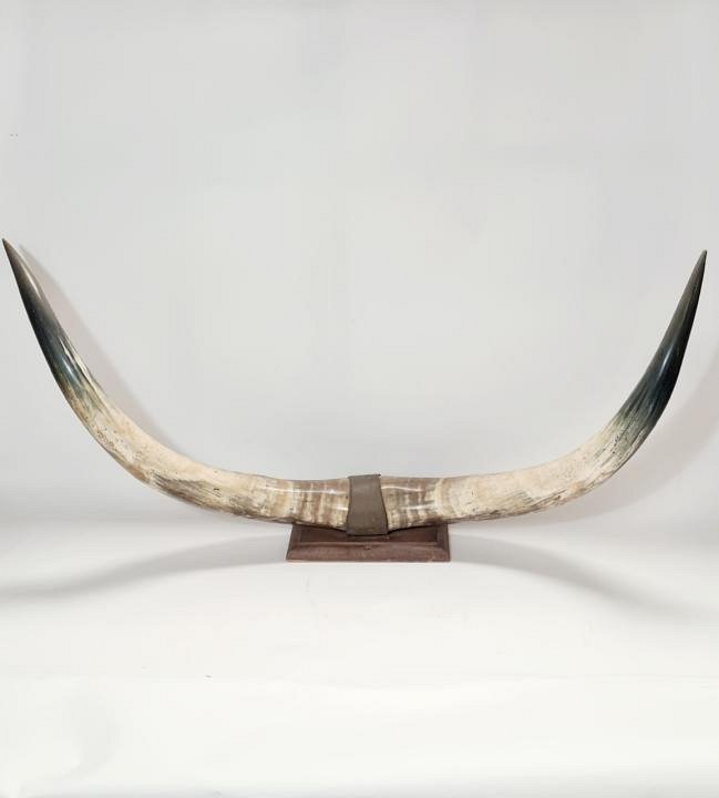 Long Horns