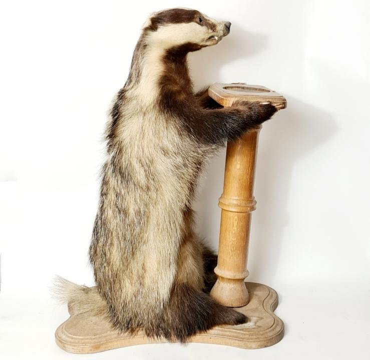 Taxidermy Badger