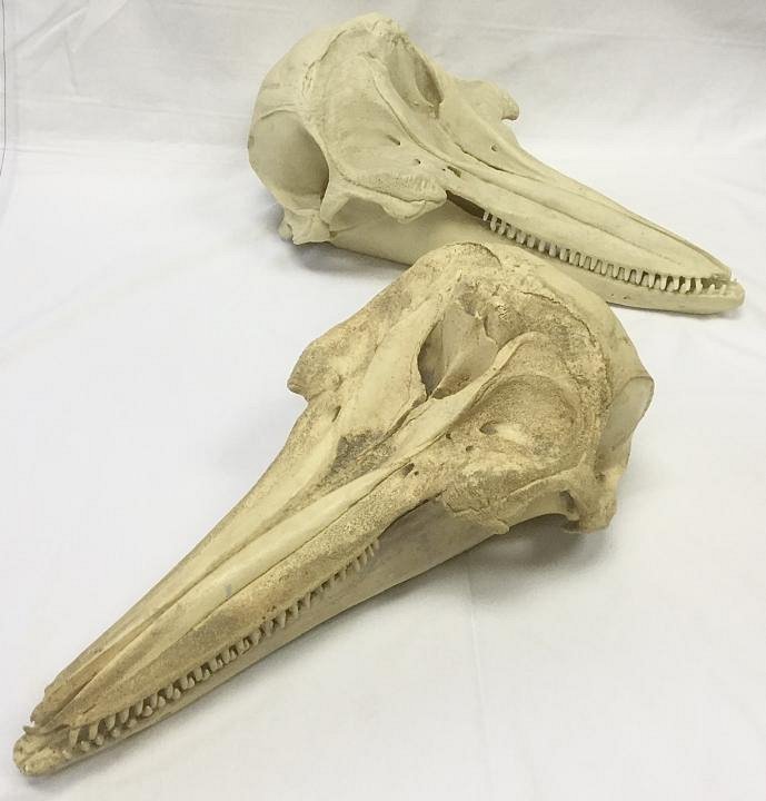 Dolphin / Porpoise Skull (priced individually)