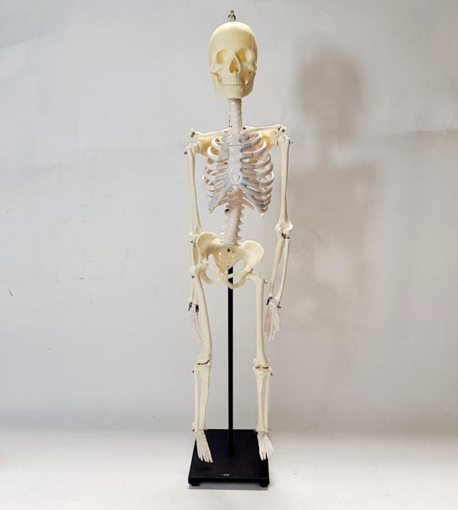 Small Mounted Human Skeleton Model