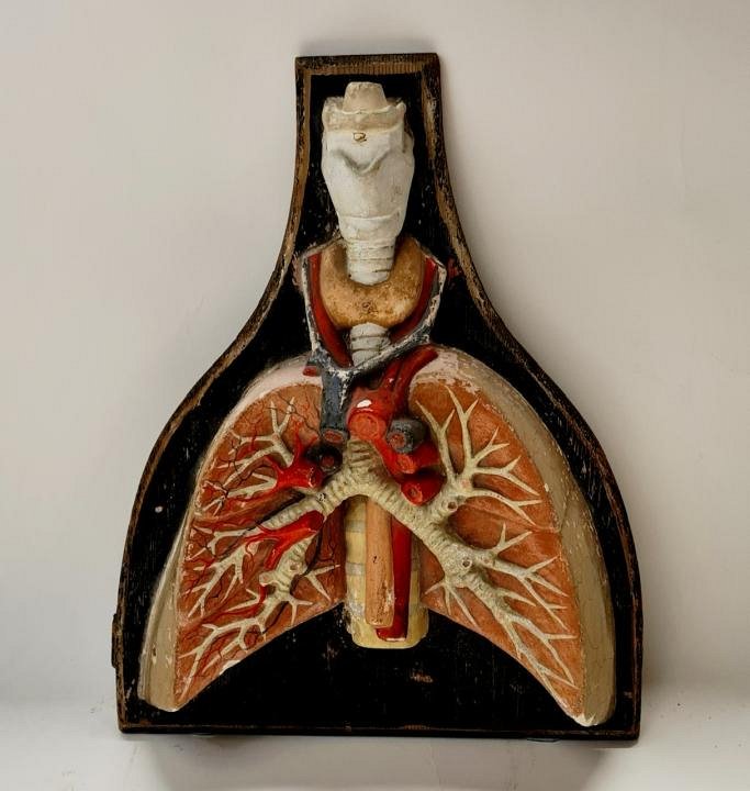 Period Anatomical Lung Model