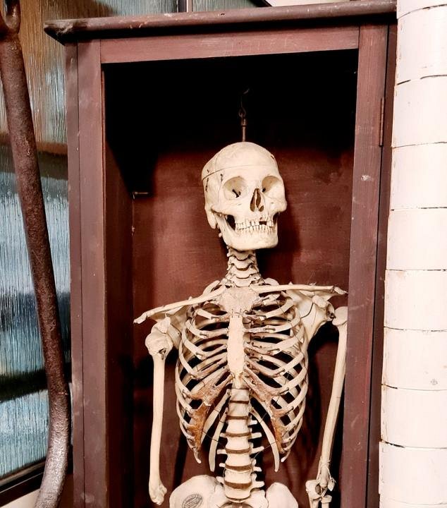 Vintage Human Teaching Skeleton In Wooden Case