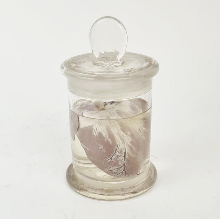 Preserved Organ In Jar