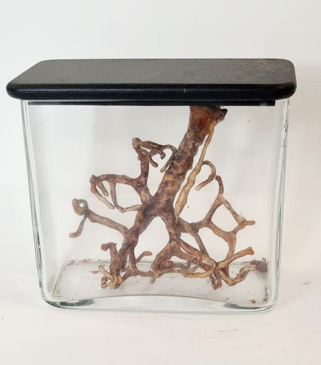 Model Lung Portion In Glass Jar