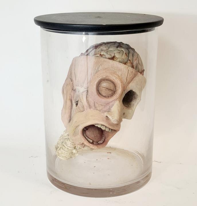 Model Head Showing Muscles In Glass Jar
