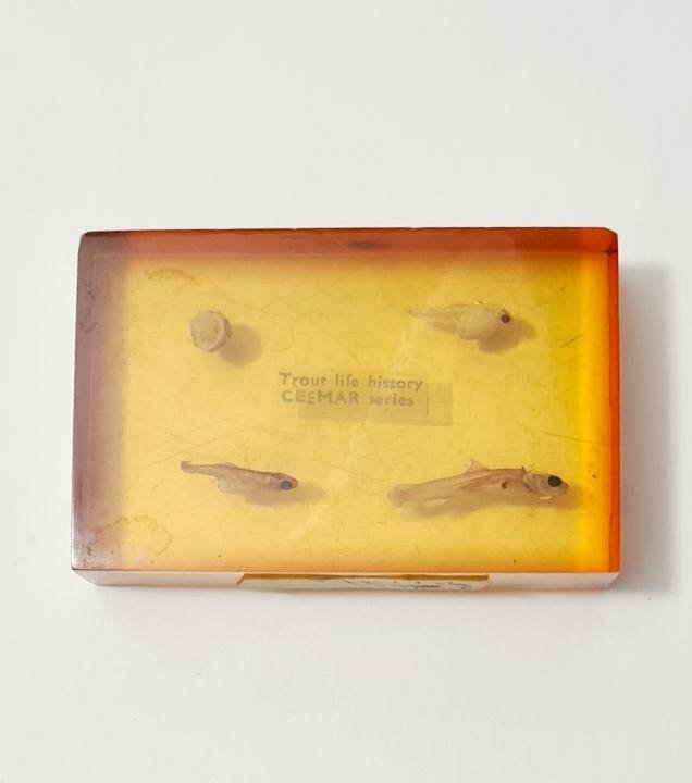 Trout Fry In Resin