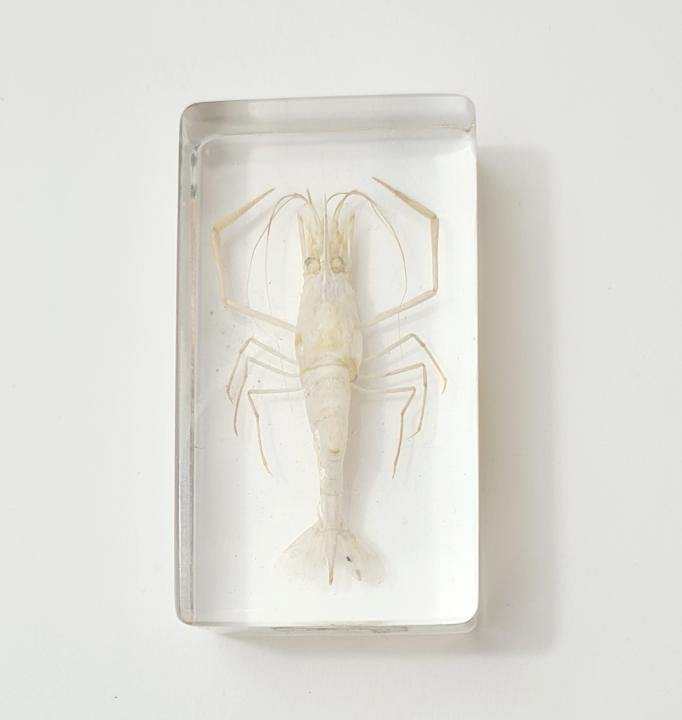 Shrimp In Resin