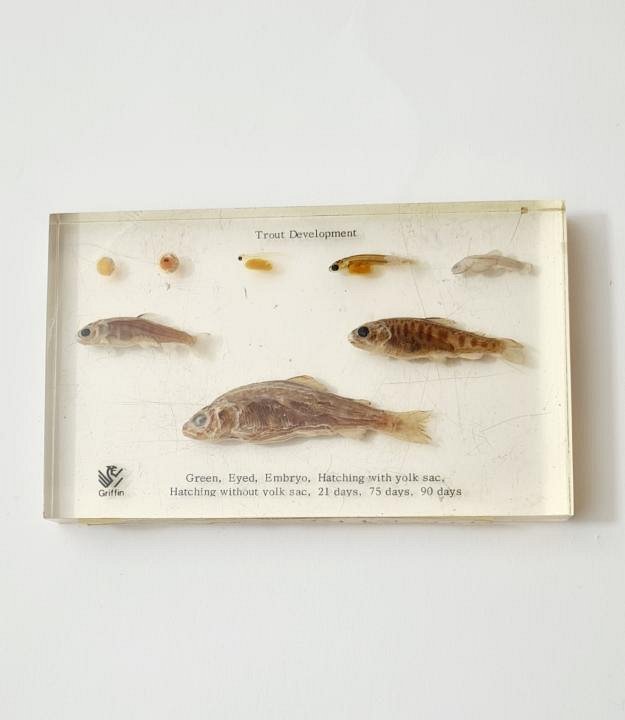 Trout Development In Resin