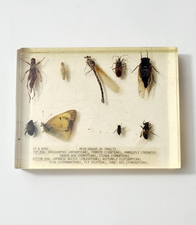 Insects In Resin