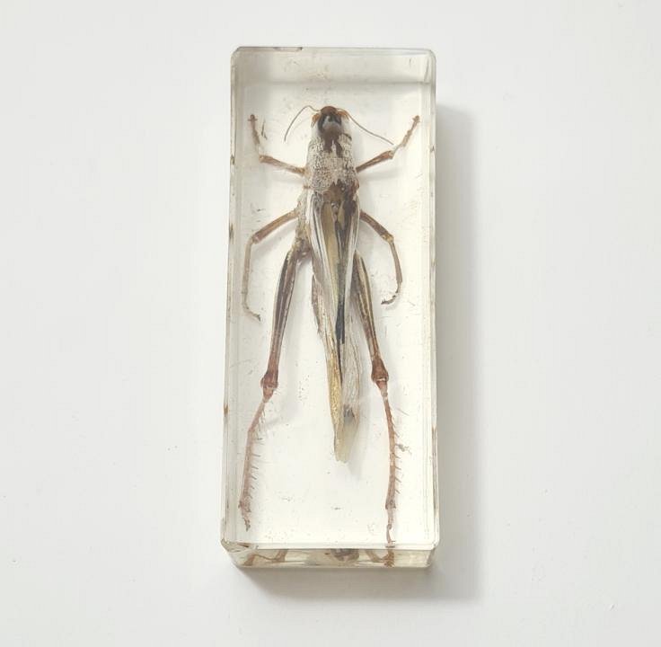 Locust In Resin