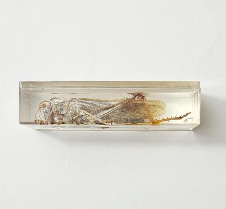 Locust In Resin