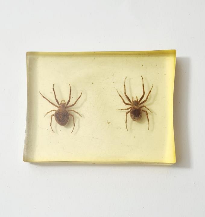 Spiders In Resin