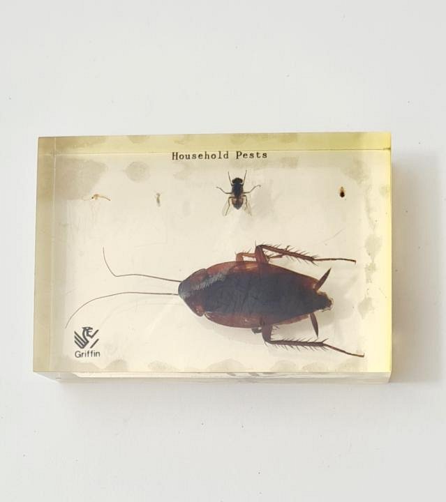 Household Pests In Resin