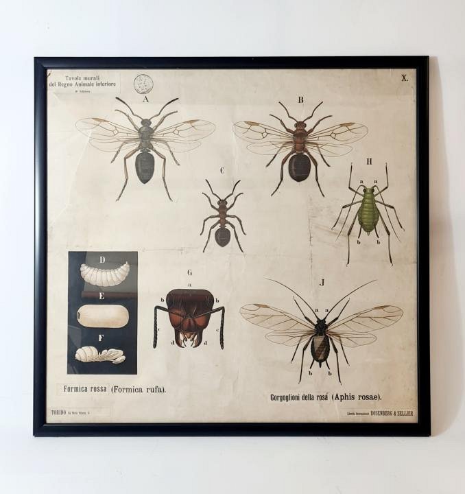 Large Vintage Framed Insect Print