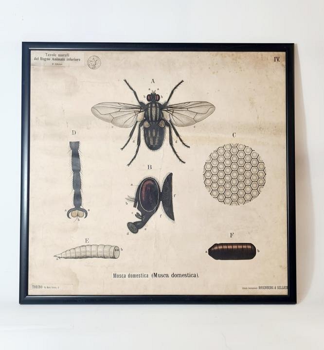 Large Vintage Framed Insect Print