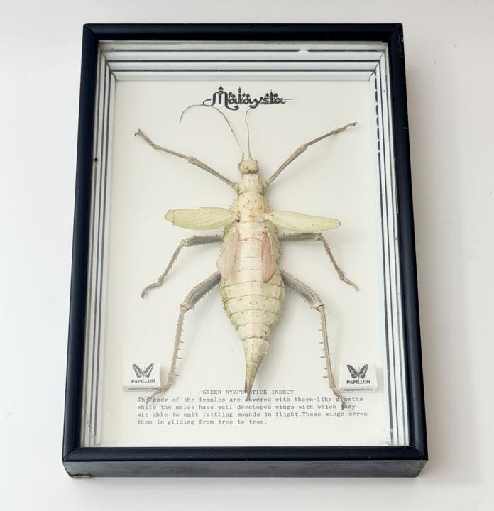Large Cased Sick Insect