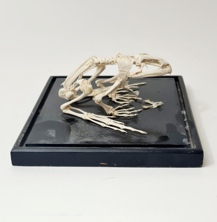 Cased Frog Skeleton