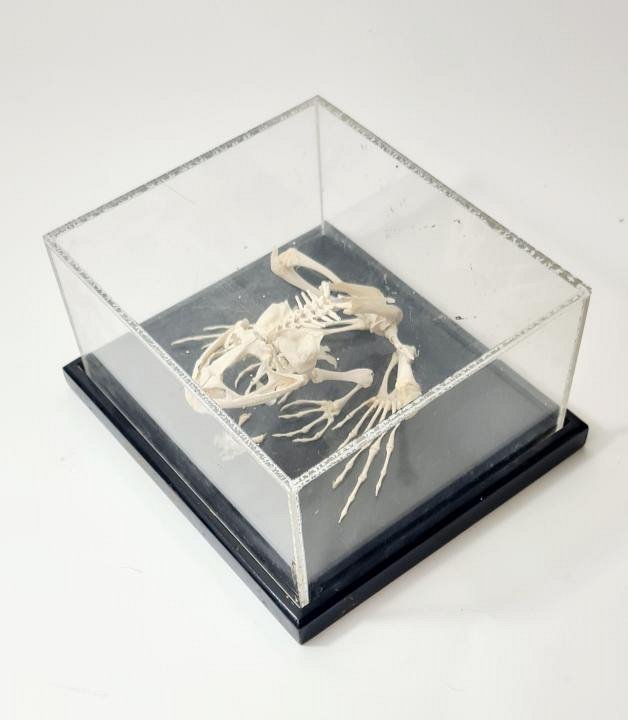 Cased Frog Skeleton