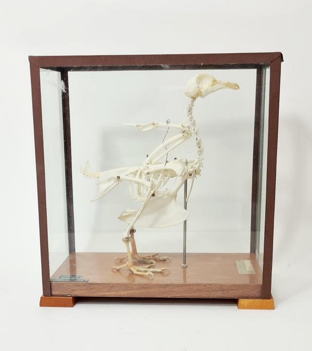 Small Bird Skeleton In Case