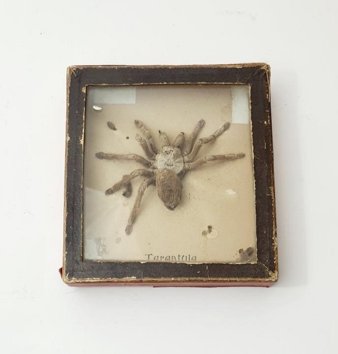 Tarantula Spider In Case - Distressed