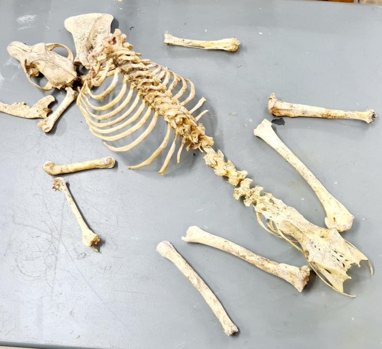 Partial Dis-Articulated Dog Skeleton