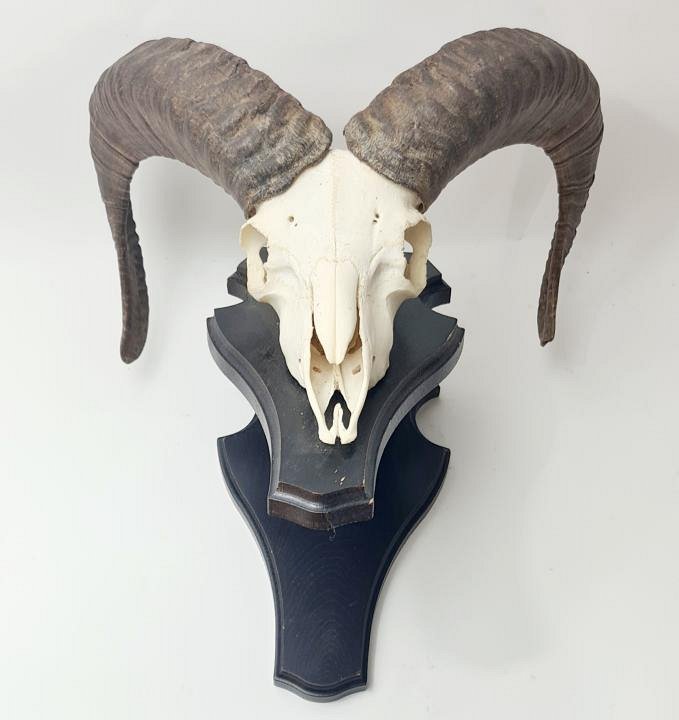 Mounted Ram / Goat Skull