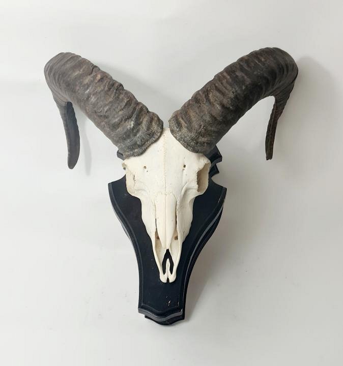 Mounted Ram / Goat Skull