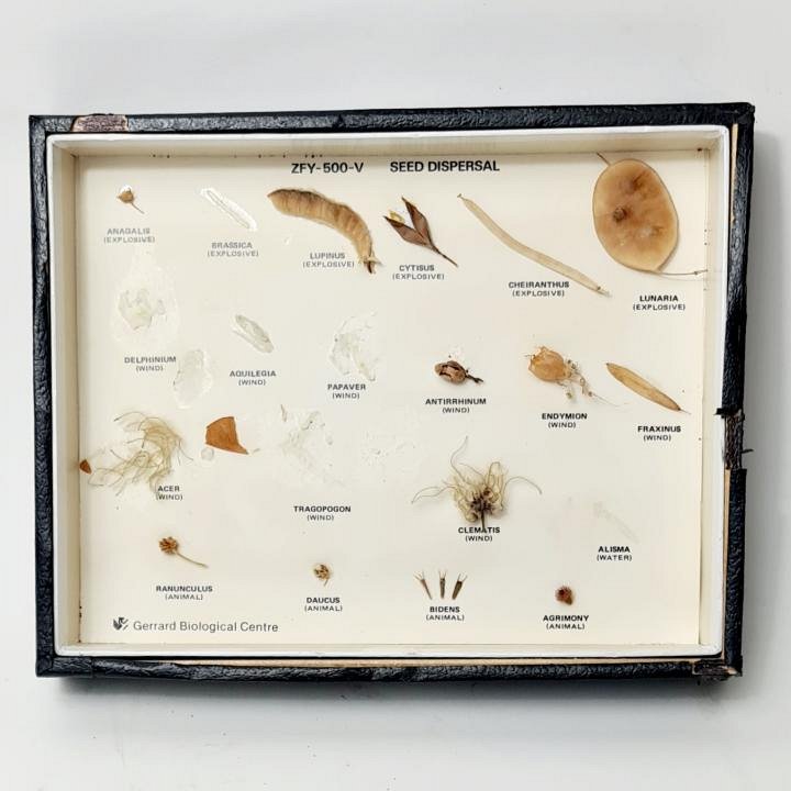 Seed Dispersal Display Case - No Glass